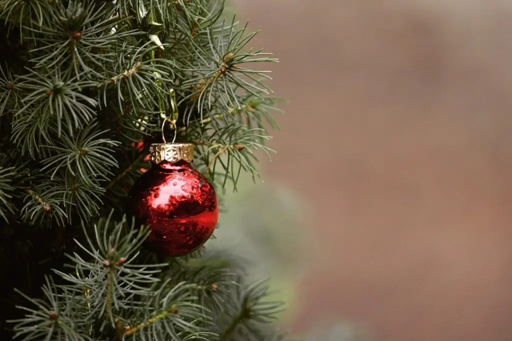 How to Turn a Christmas Tree To Mulch
