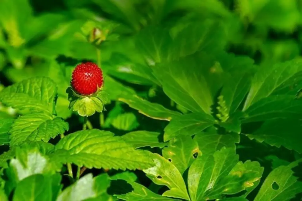 What Is The Best Mulch For Strawberries