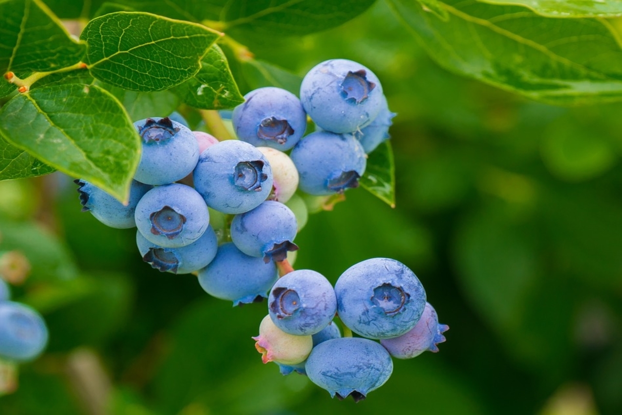 What Is The Best Mulch For Blueberries