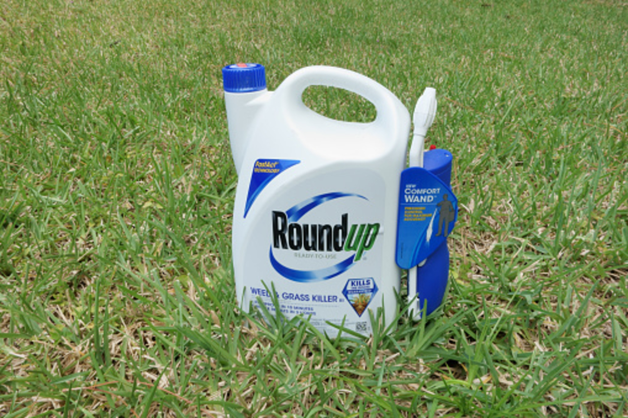 How Soon Can I Mulch After Spraying Roundup