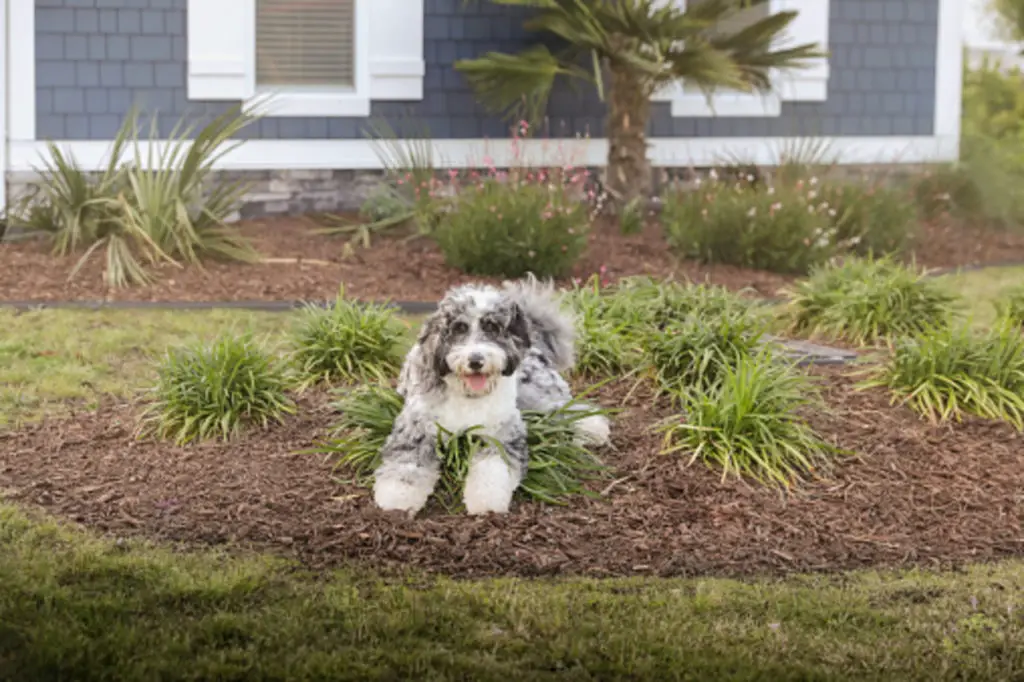 How to Stop a Dog From Eating Mulch?