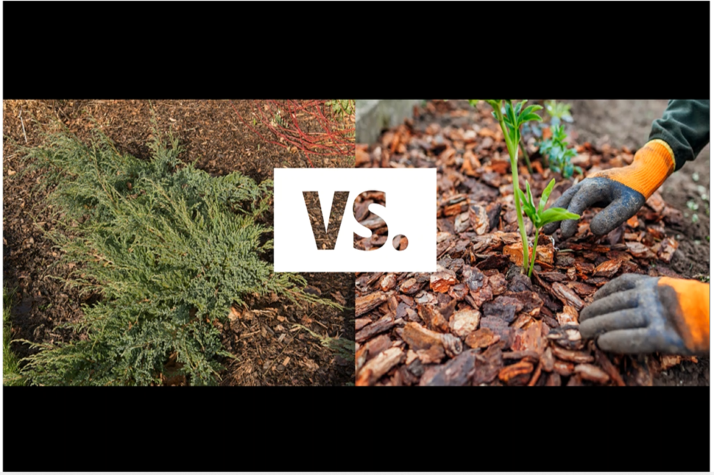 cypress vs. cedar mulch