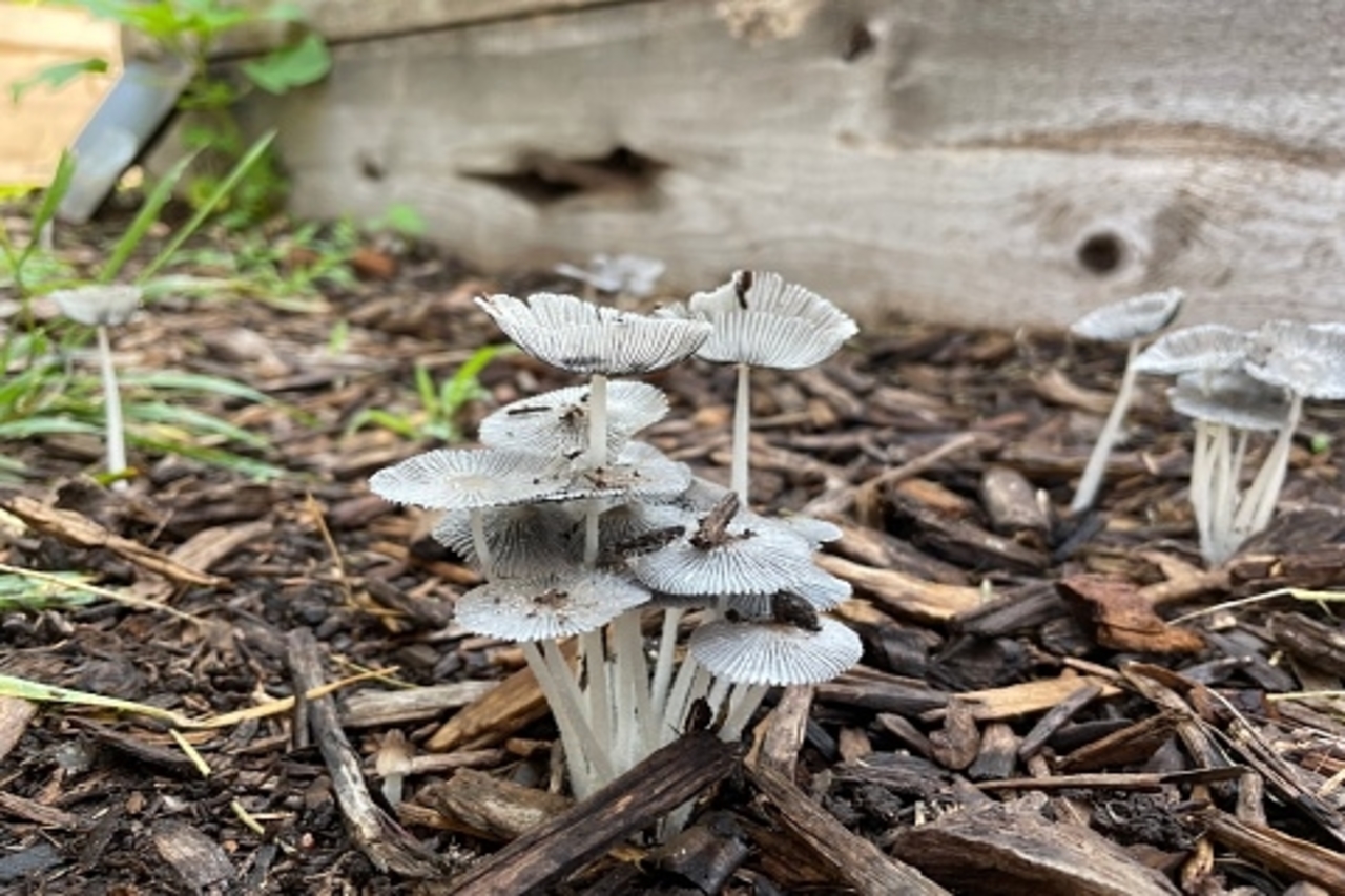 How To Get Rid Of Mushrooms In Mulch