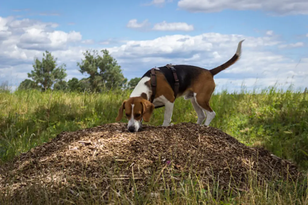 Best Mulch For Dog Poop Area