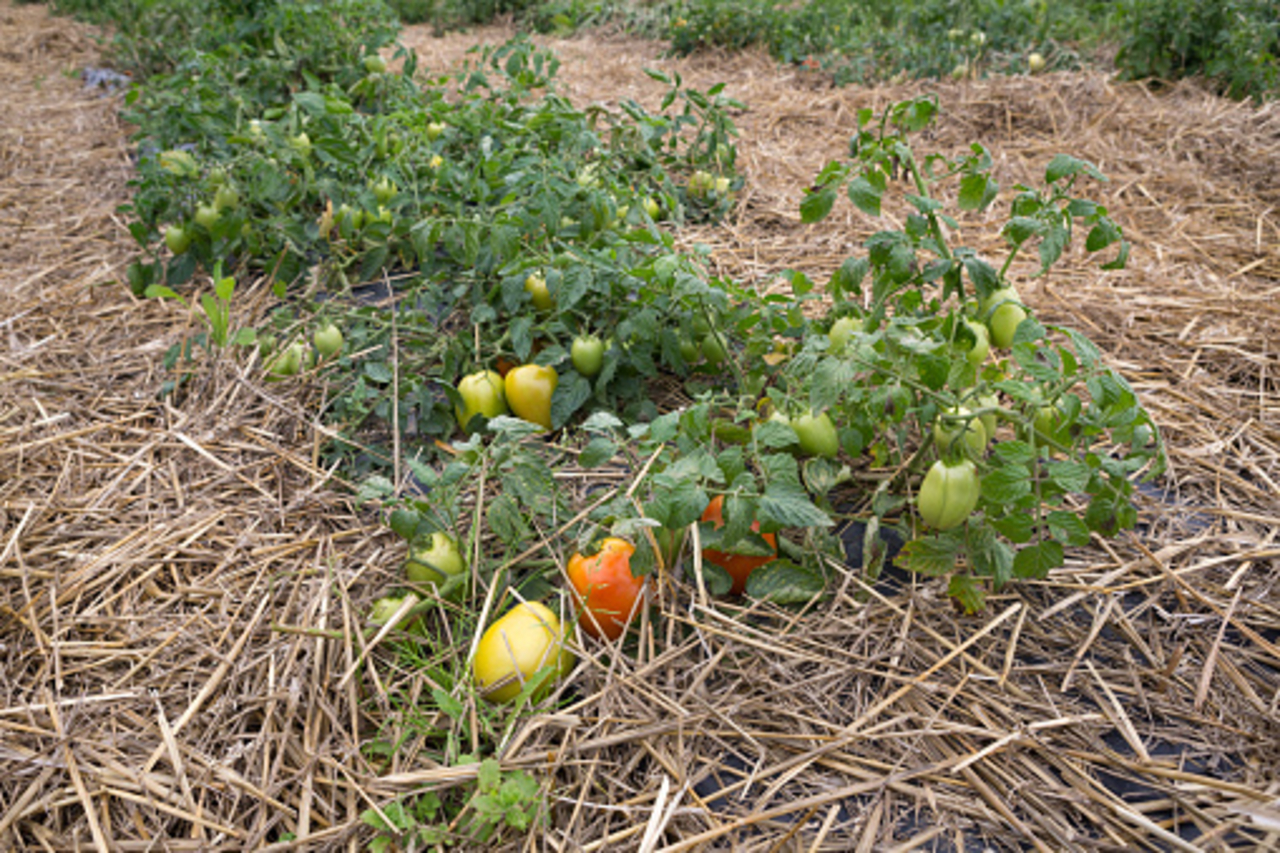 What Is The Best Mulch For Tomatoes